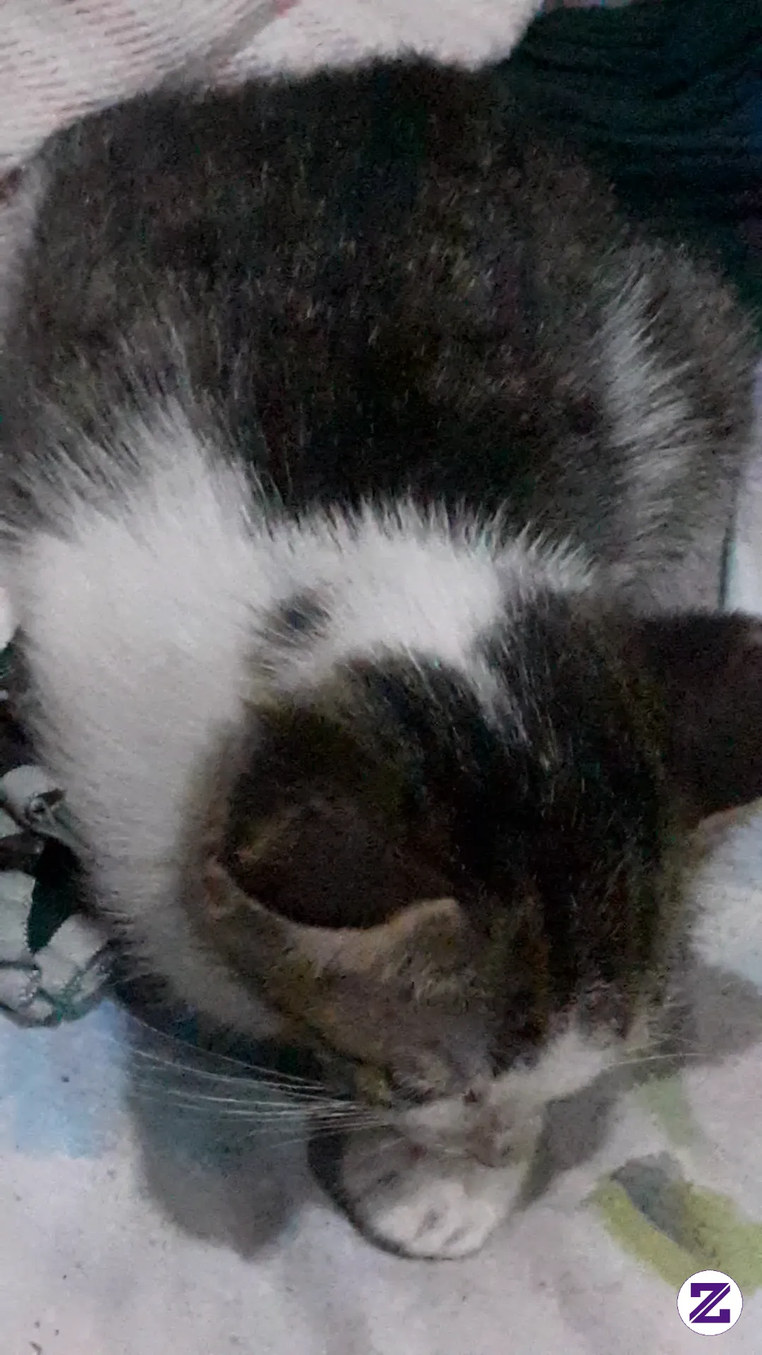 I Miss Our Kitten