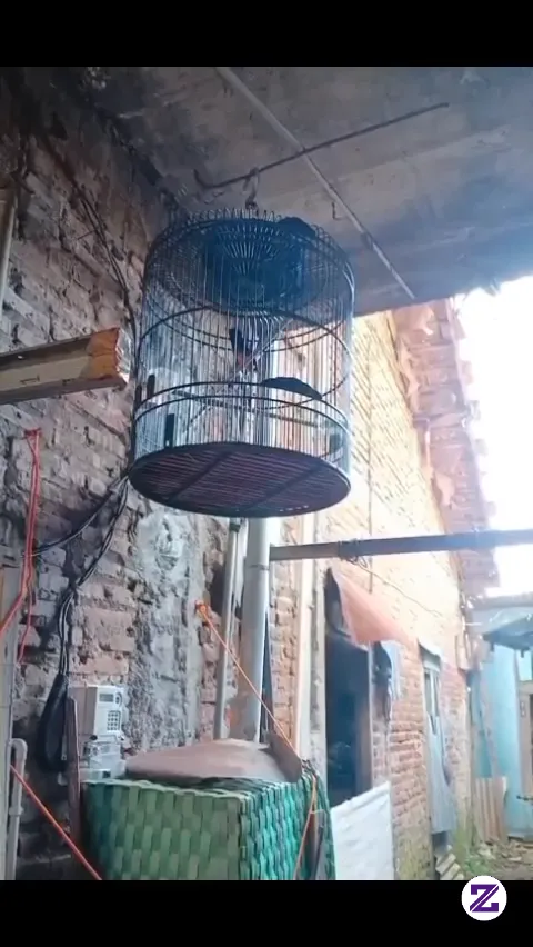 Burung Murai Pastol Berkicau Masih Belum Bisa Panjang" Huu