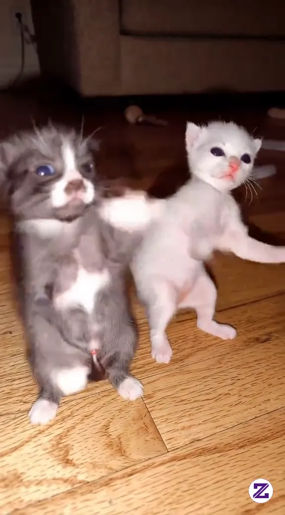 Kucing Joget Lucu