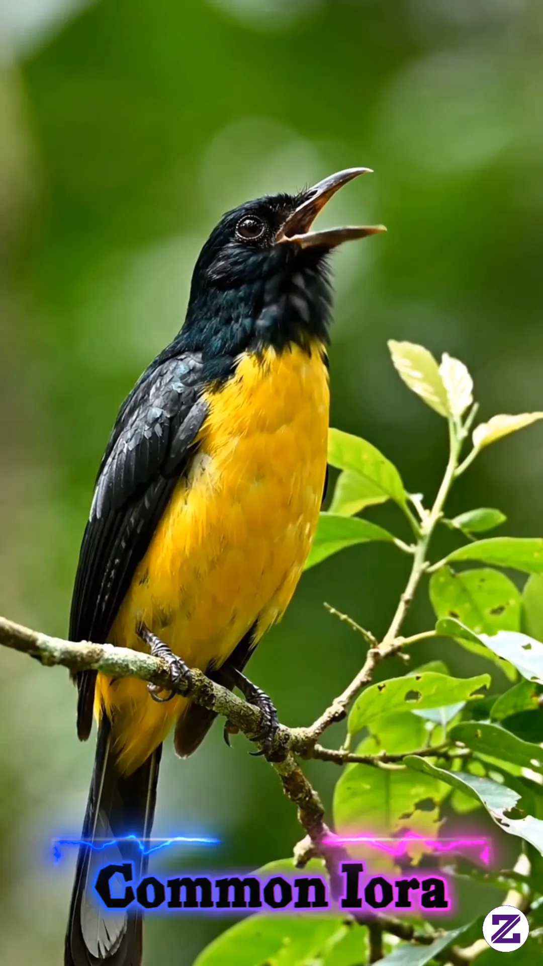 Common Iora 🐦🌿