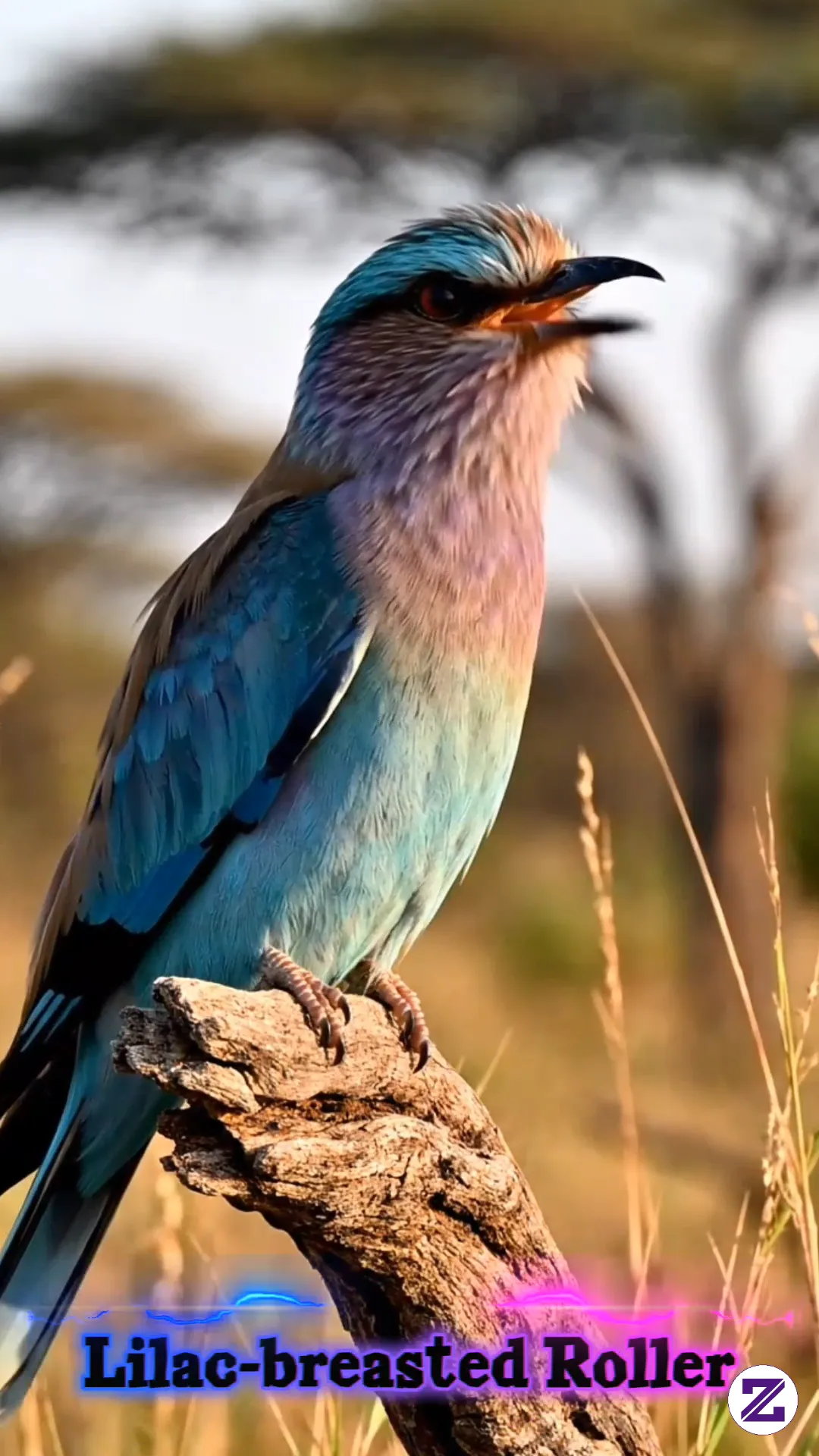 Lilac-breasted Roller | Description