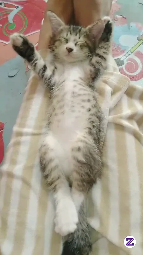 Hallo Om Tante... Uud Mau Bobo Dulu Ya😻😸