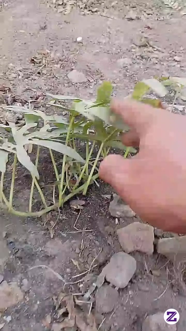 Ciri-ciri Pohon Ubi Yang Buahnya Tidak Normal!!