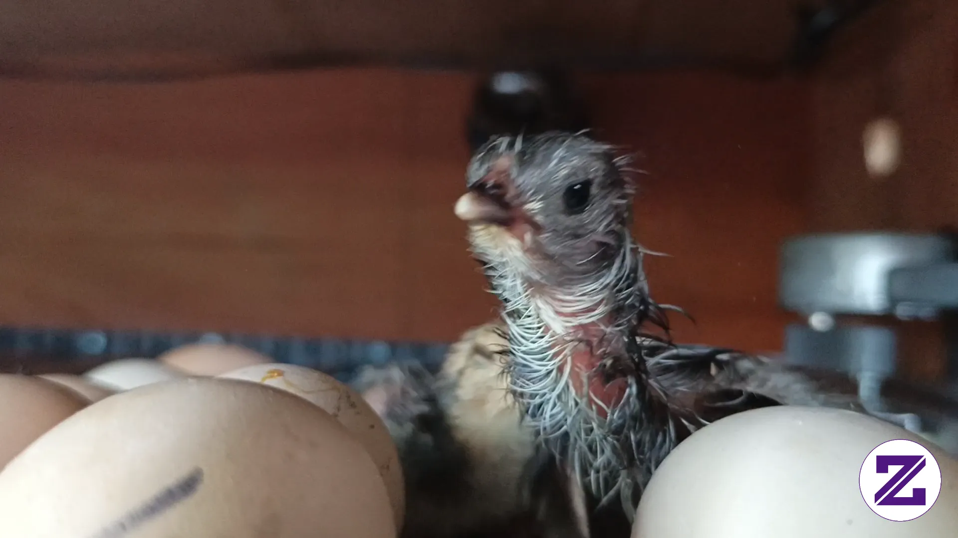 Ayam Baru Netas, Lucu Banget Ih... Gemes!
