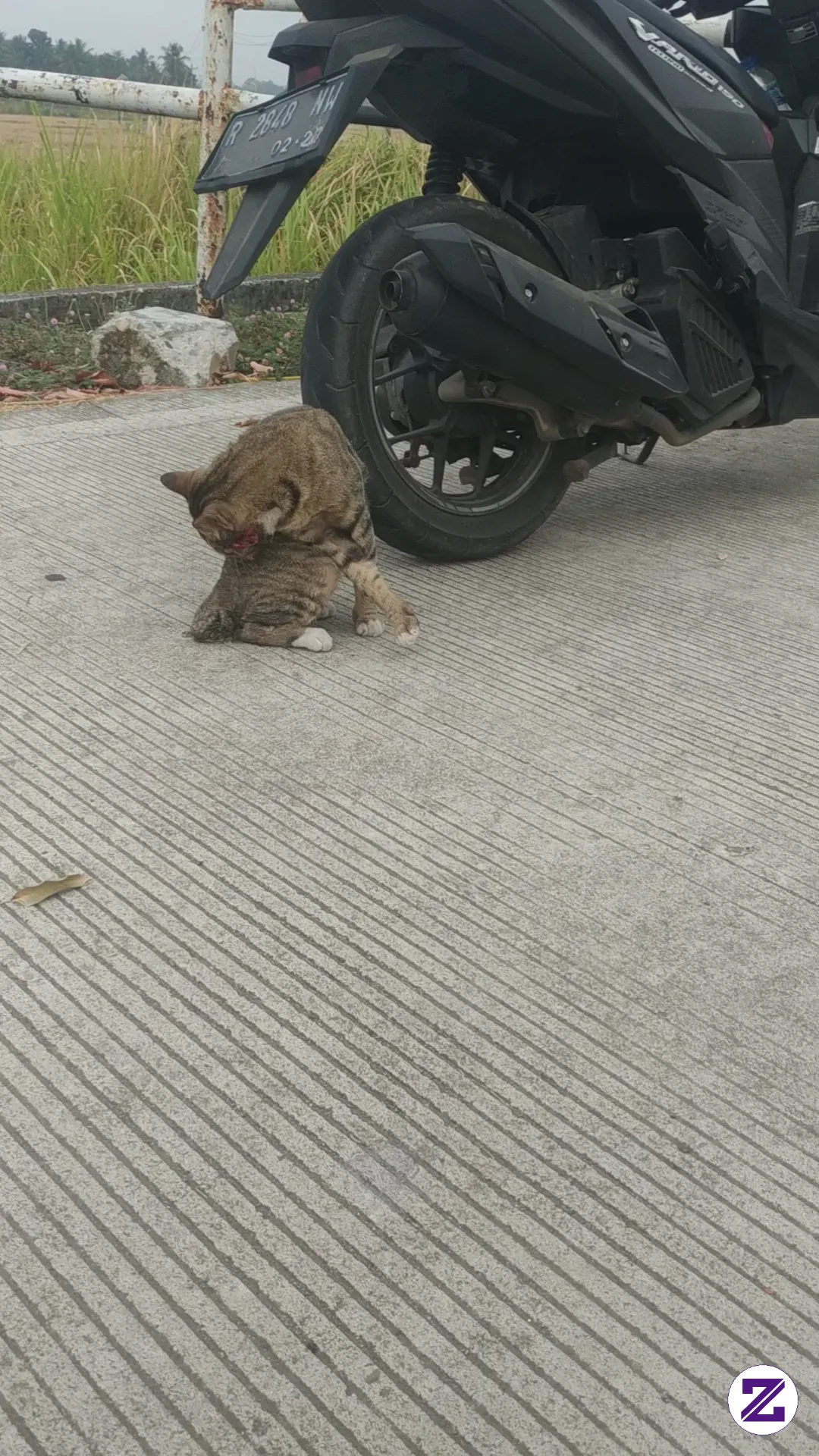 Kucing Kampung Liar DiparKiran JaLan Baru Bandara Jendral Sudirman Lanud