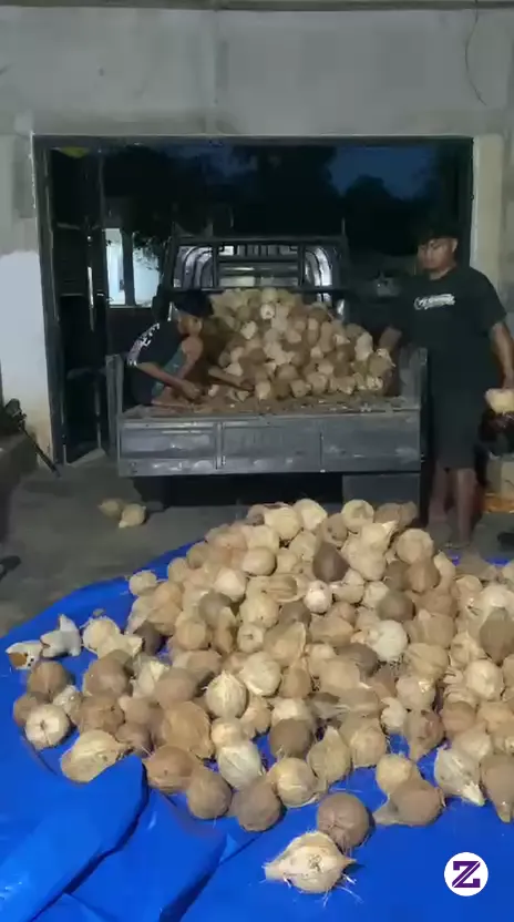 Panen Kelapa