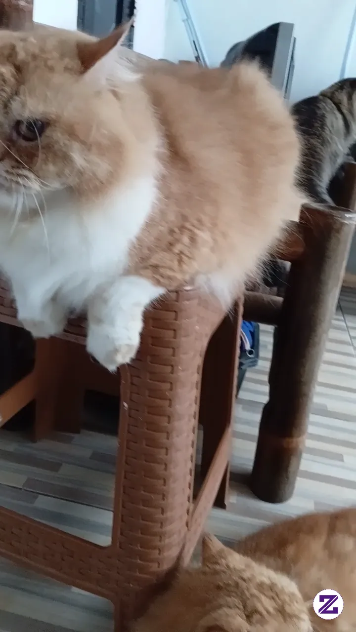 Kucing Selalu Mengikuti Tuannya