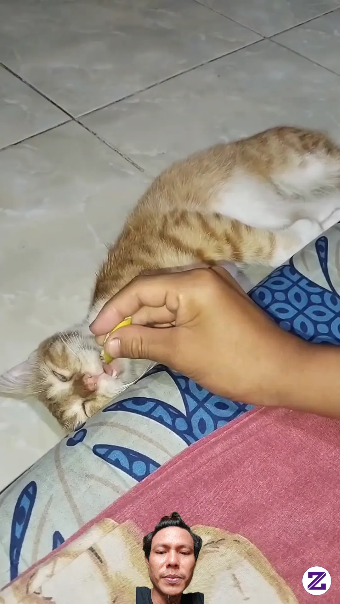 Reaksi Si Oyen Dikasih Jeruk Nipis #cat #kucing #lucu