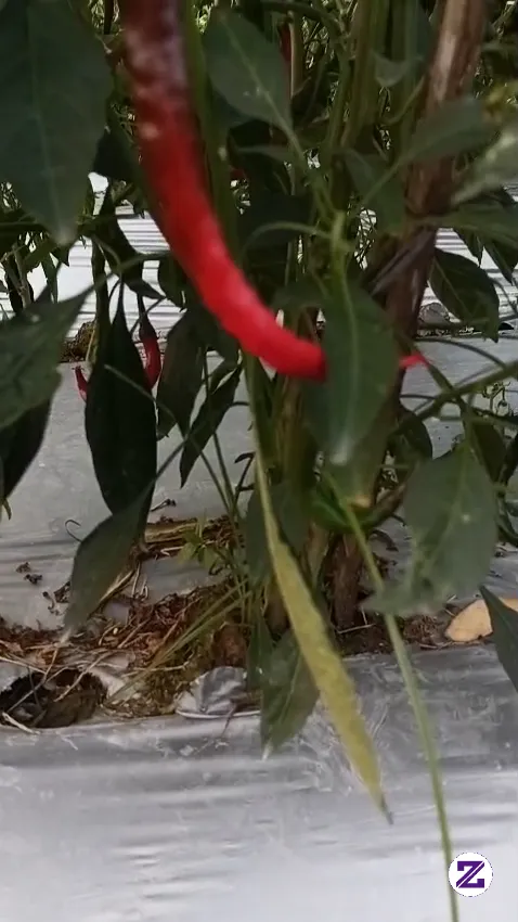 Alhamdulillah Sebentar Lagi Panen🤗🤗