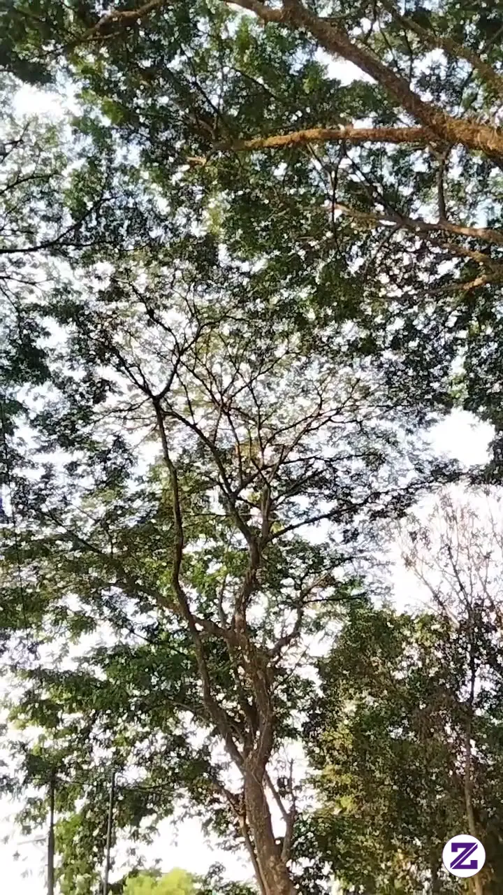 Tingginya Pohon Rindang Dan Rimbunnya Dedaunan Berwarna Hijau