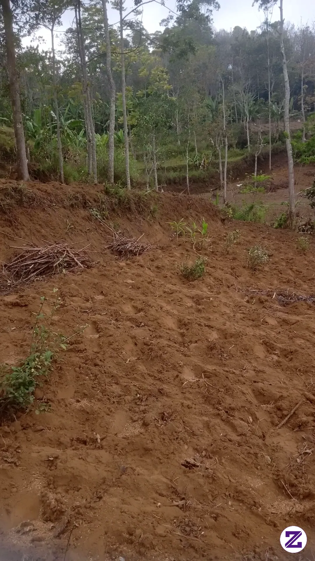 Ngalas Dulu Nanam Jagung