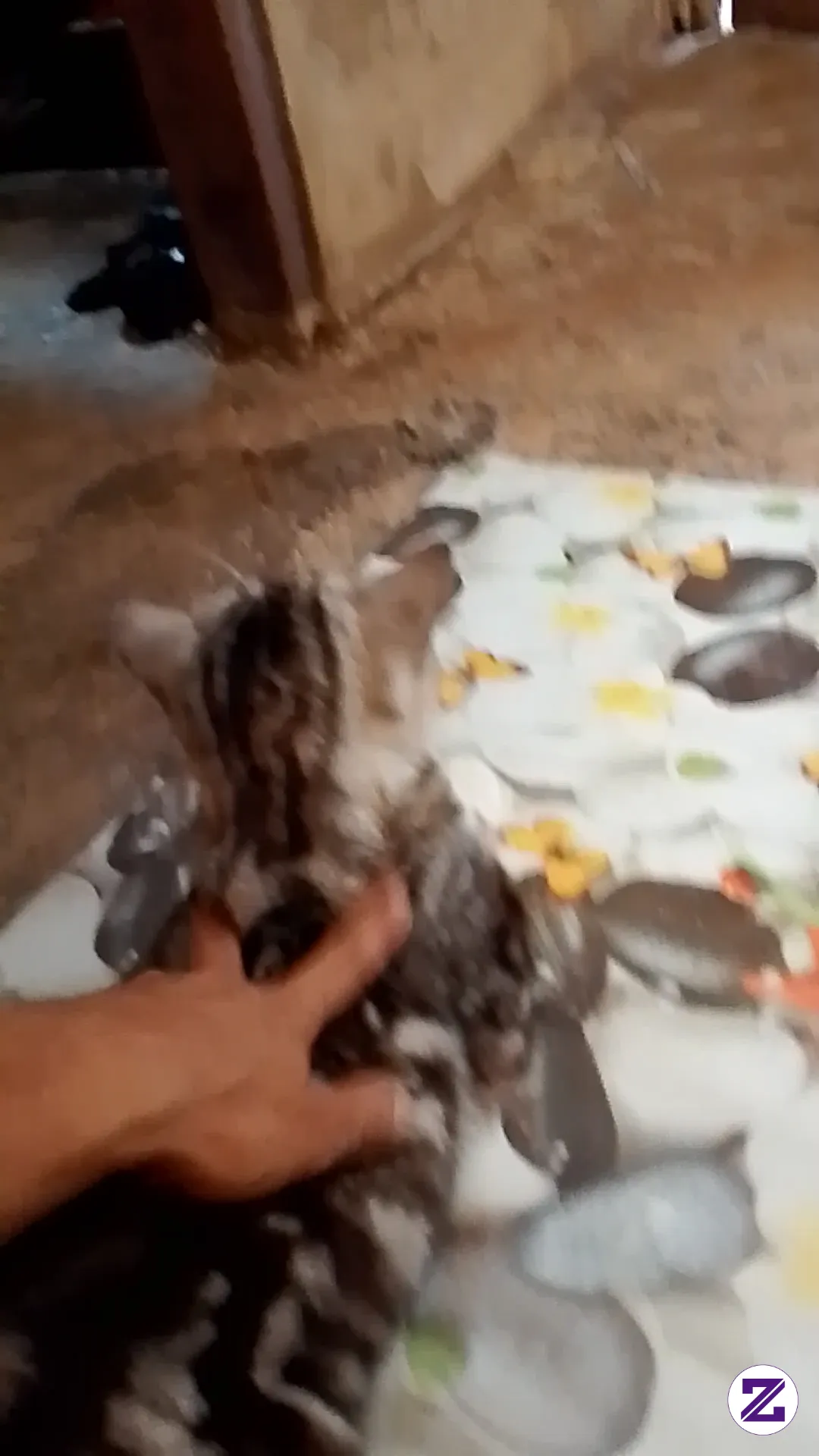 Kucing Peliharaan Yang Punya Kebiasaan Sama Majikan. Ada Yang Sama Nggak....?