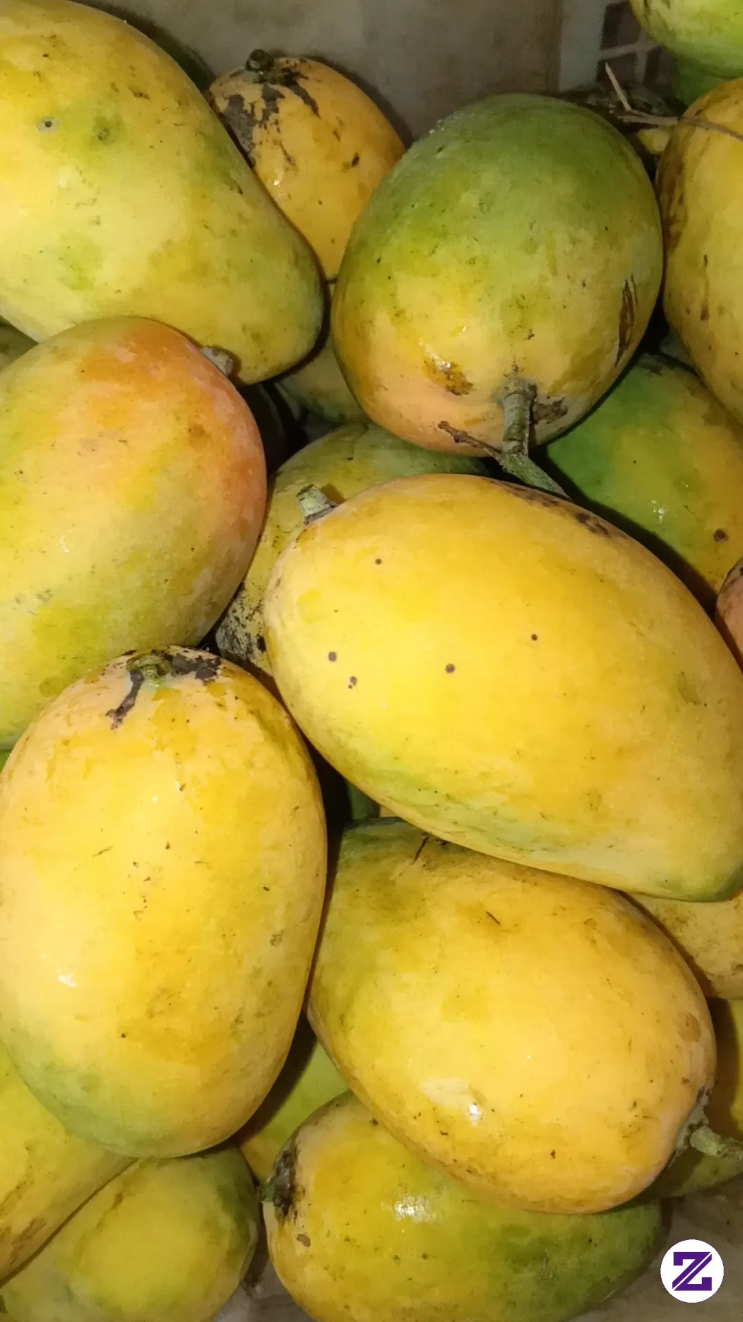 Musim Mangga Telah Tiba 🥰🤤