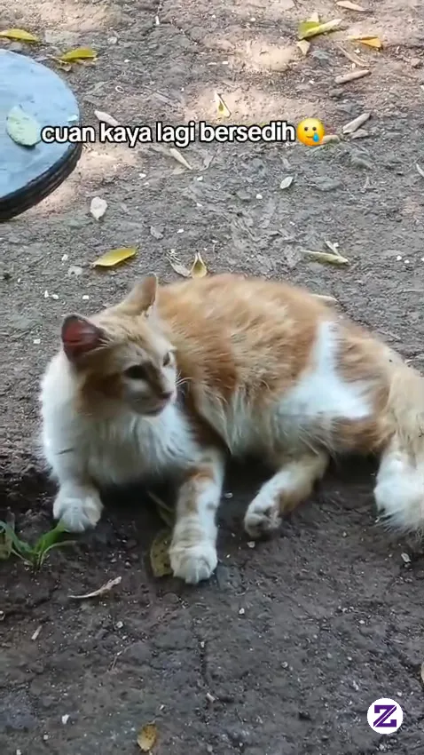 Kucing Hilang,lihat Wajah Nya Sebelum Hilang Kaya Sedih Gitu🥺