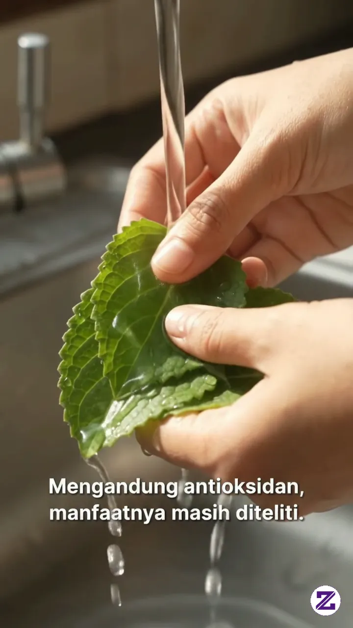 Manfaat Daun Dewa Untuk Kesehatan Dan Sebagai Herbal Anti Kangker