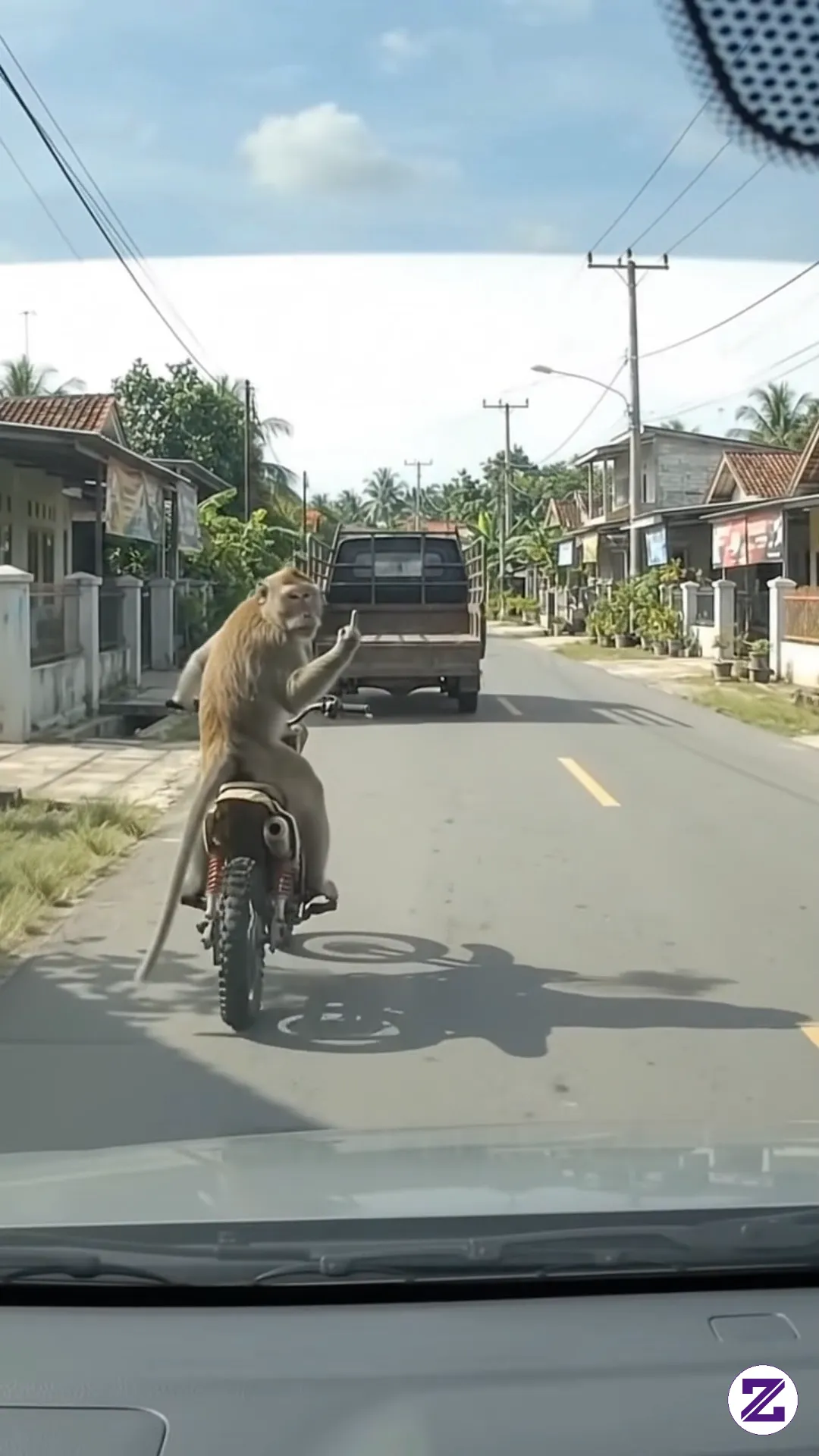 Strugle Monkey #zoya #semuaorang