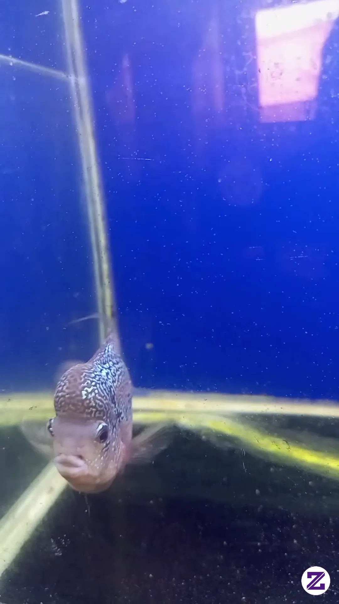 Cilnong,, Kecil Jenong 😂 video by Iwan Setiawan