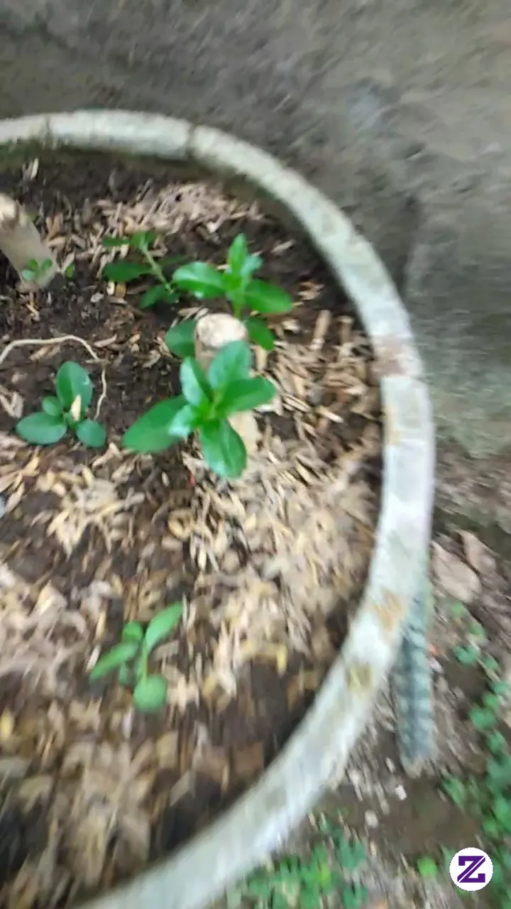 Bonsai Baru Stek