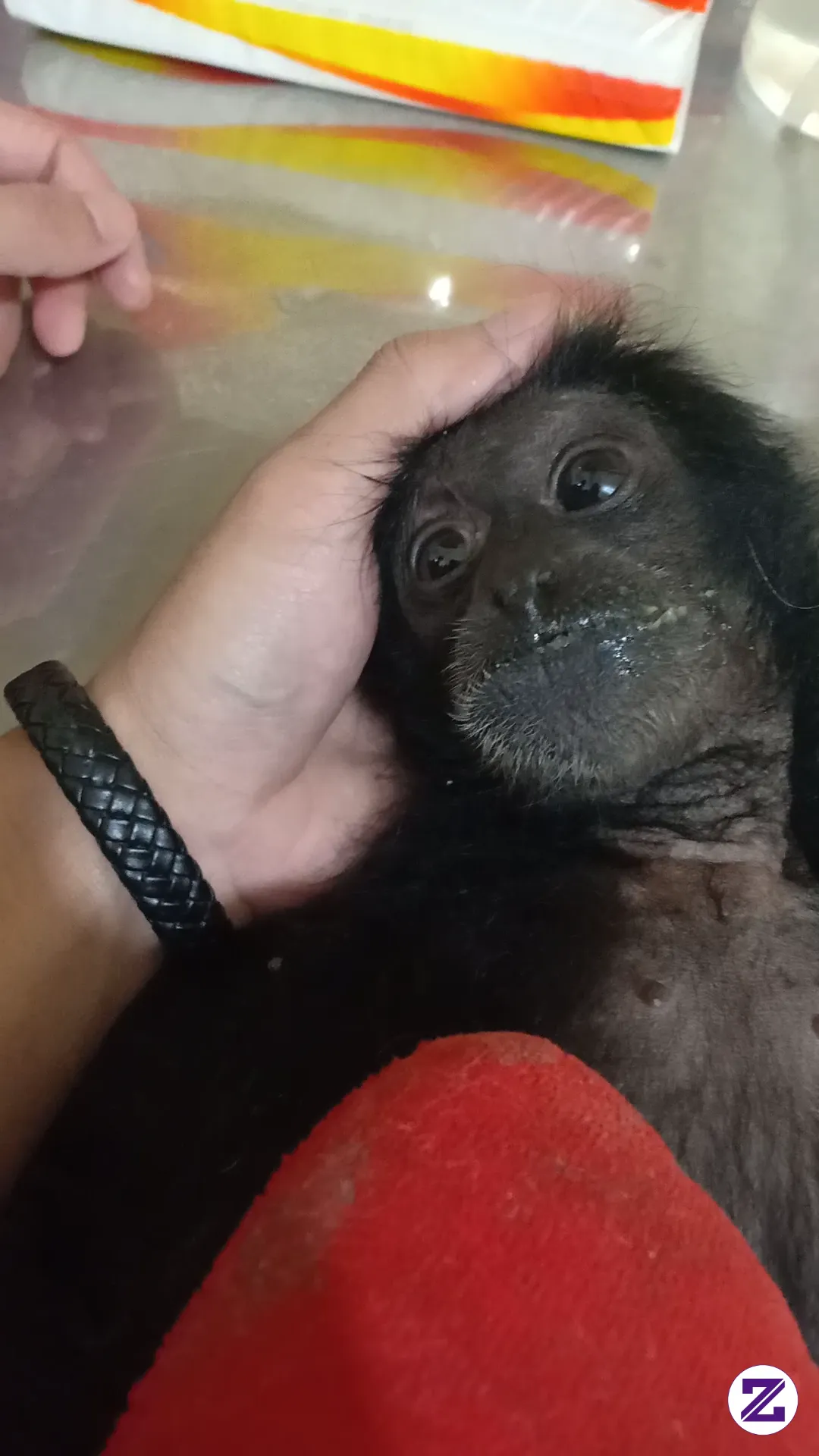 Baby Langur.