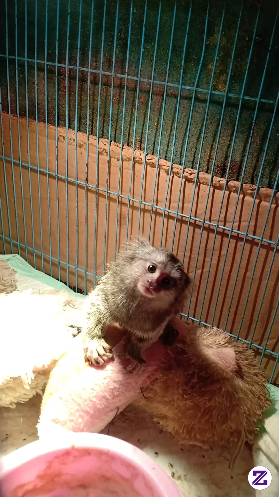 Does Anyone Know What Kind Of Animal This Is?