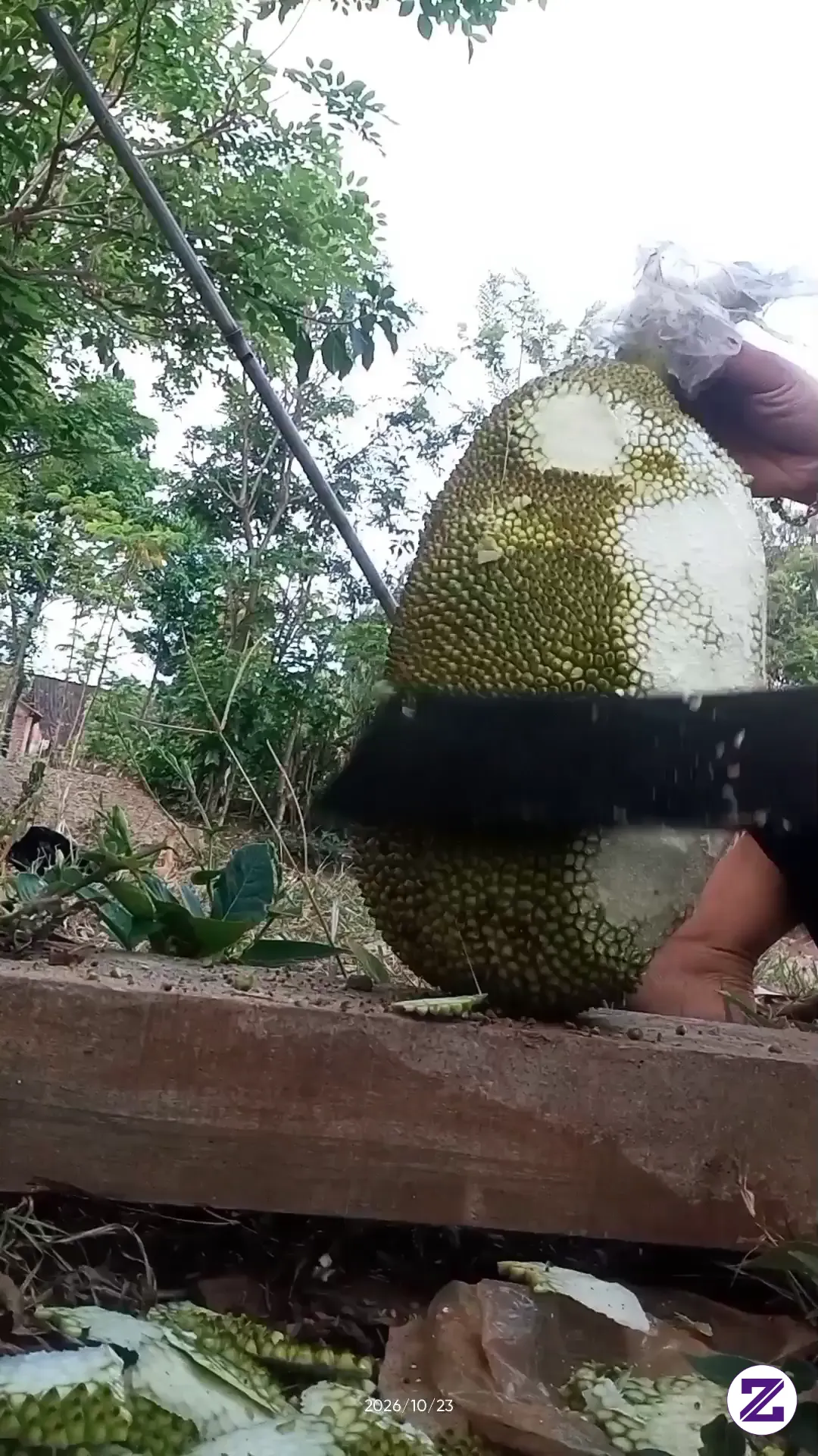 Mengupas Nangka Muda