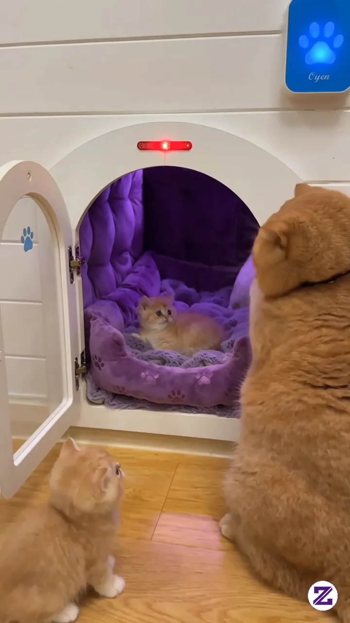 When Your Dad Is Too CHUBBY To Fit In Your Door! 😹💜