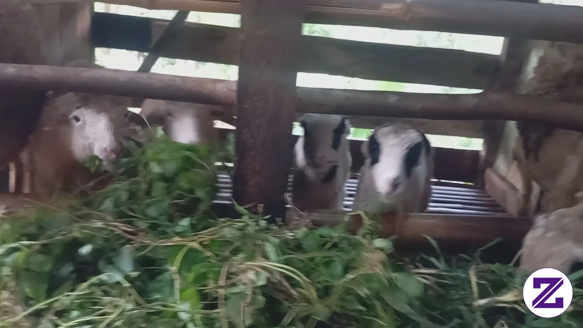 Rutinitas Ngasih Makan Domba Setiap Sore...