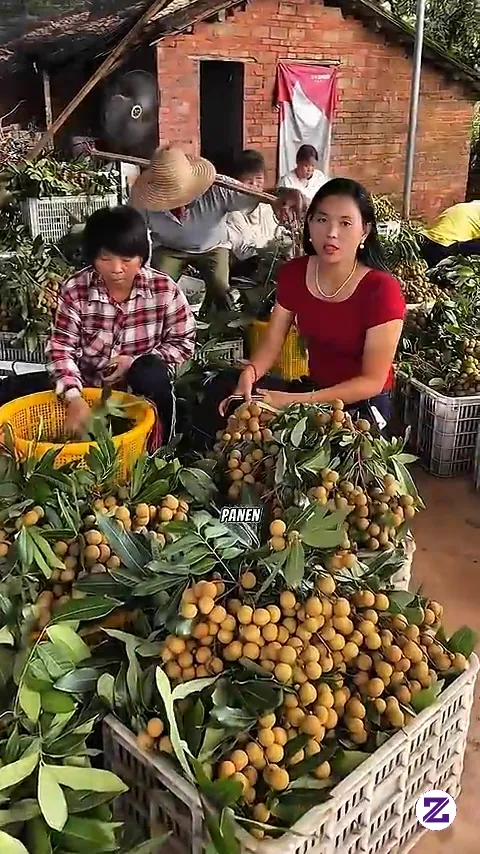 Kismis Dari Kelengkeng