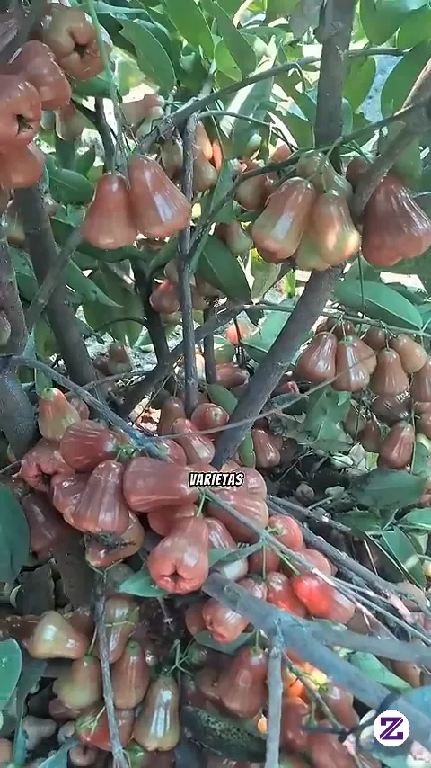 Jenis Jambu Air Di Indonesia Yang Mempunyai Peluang Besar Di Pasaran