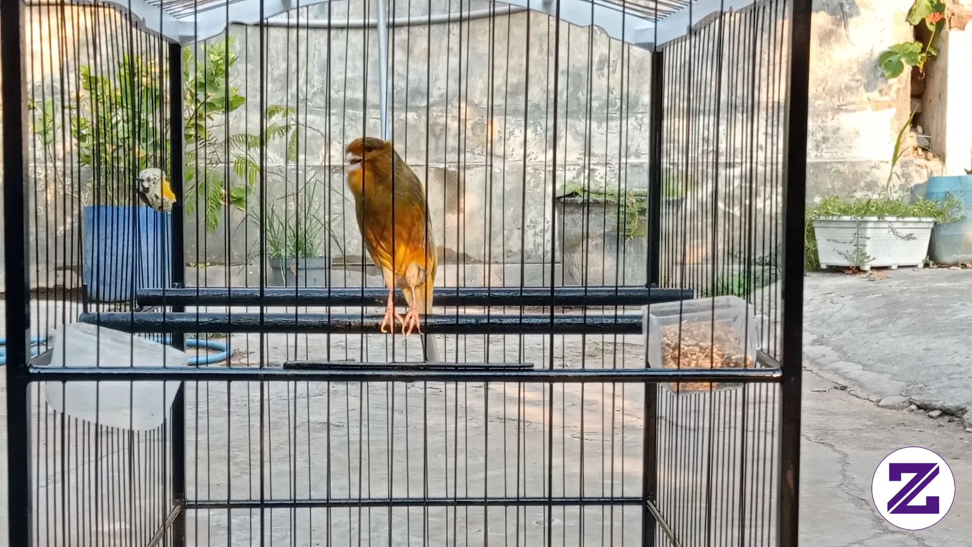 Perkenalkan Saya Si Cantik Dan Paling Merdu Mau Tampil Duluan😁