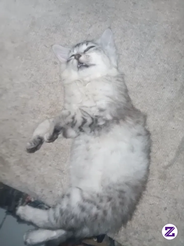 Tidur Makan Tidur Lagi