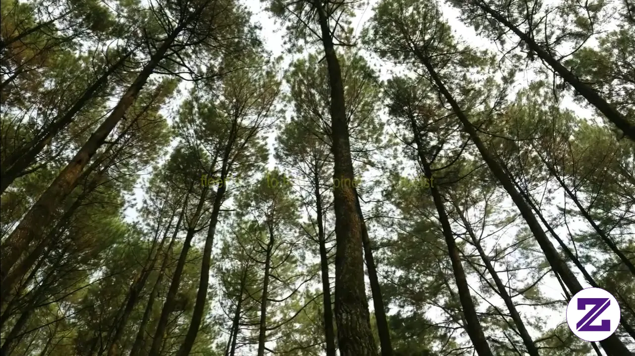 Pelukan Hangat Dari Hijaunya Pinus
