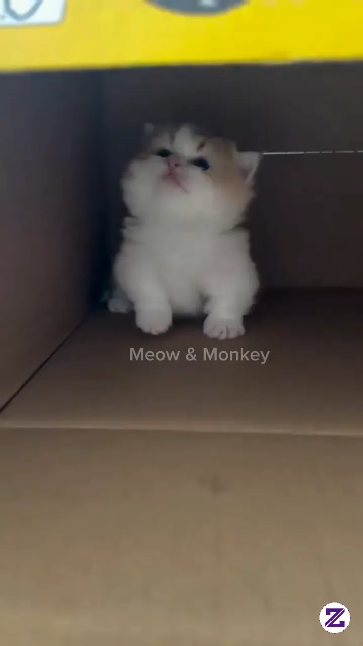 Apakah Ada Kucing Kalian Se Imut Inj