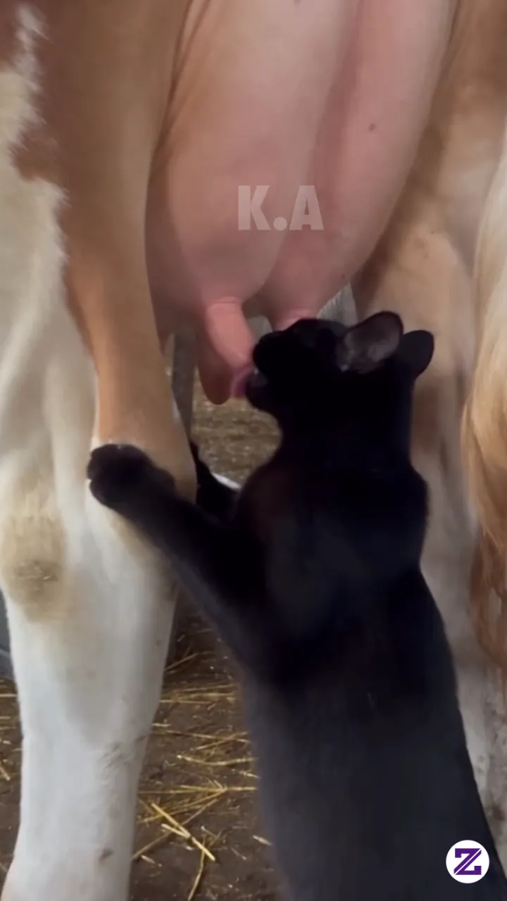 Susu Sapi Lebih Bergizi 😁😁😁😋