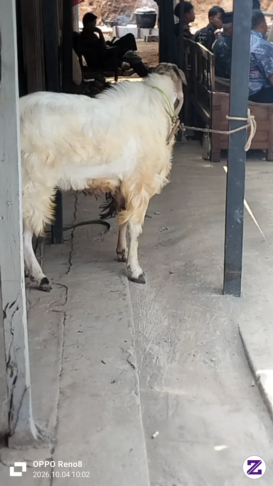 Yang Butuh Kambing Monggo Bisa Pesan Ya Buat Aqiqah Ataupun Buat Yang Lainnya.