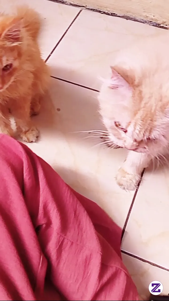 Nih Rekomendasi Buat Pecinta Kucing