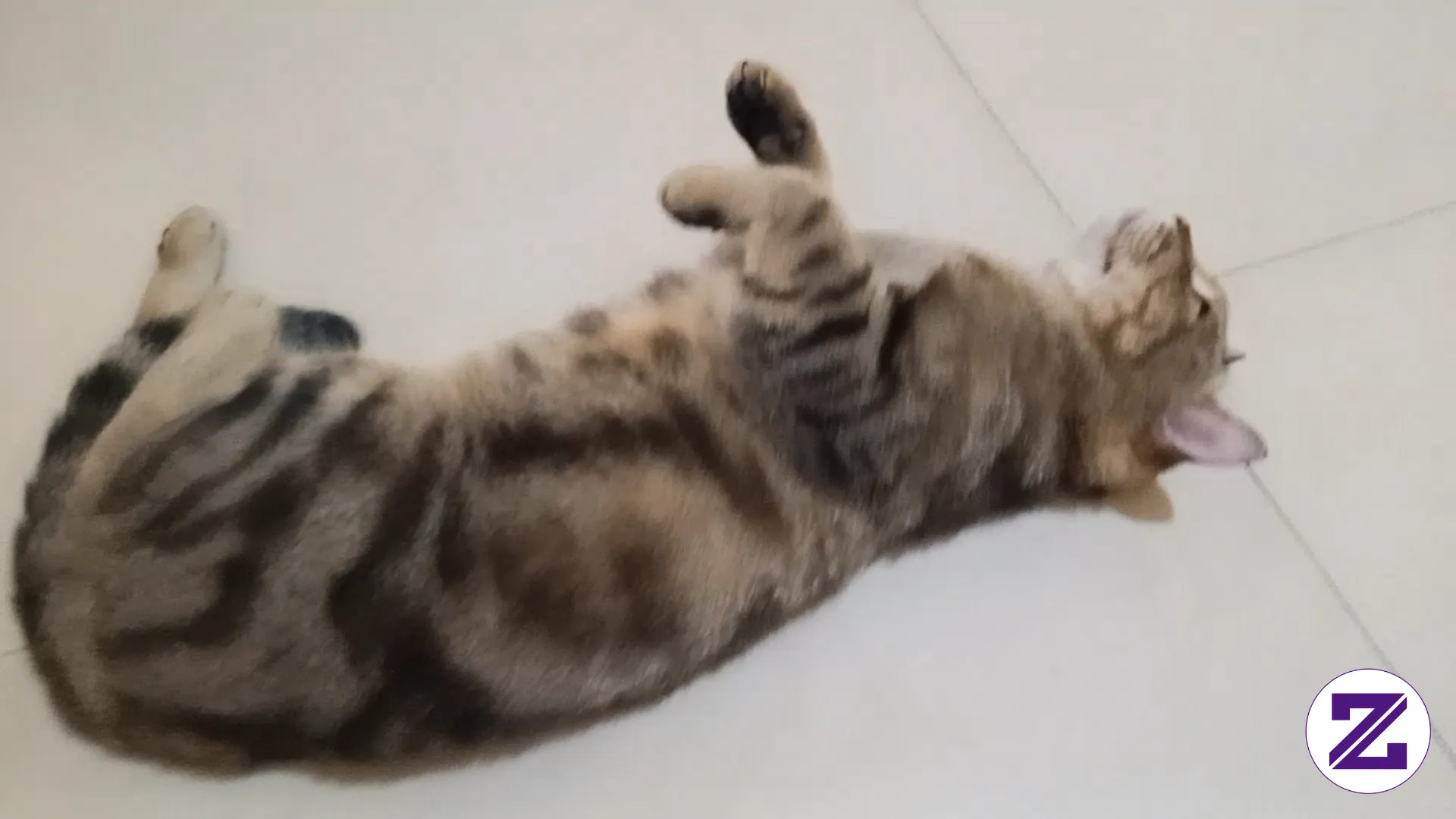 Halo Aku Penyok 🐱😺