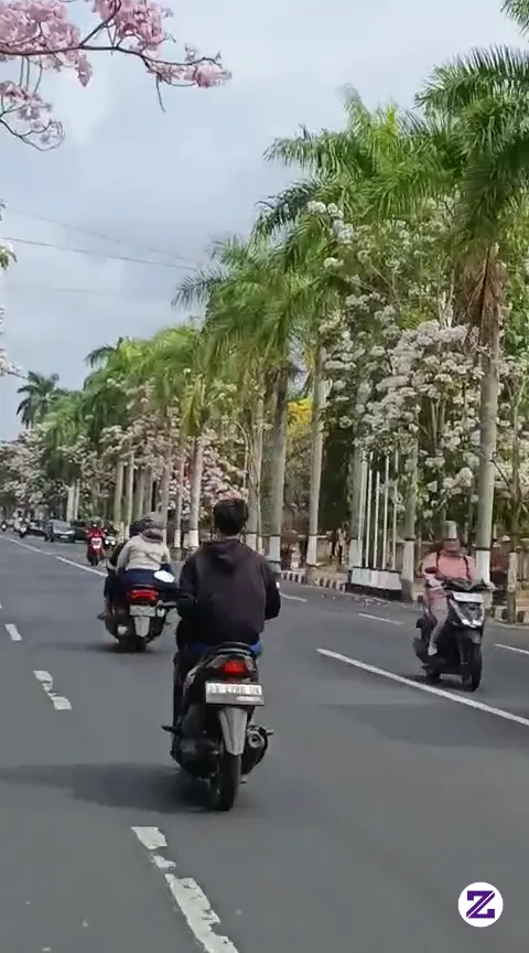Tabebuya Magelang