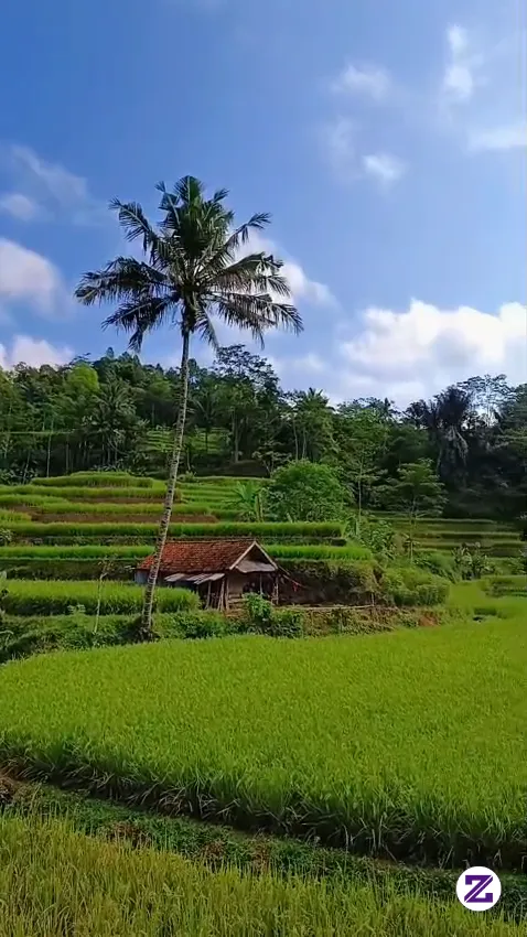Suasana Pesawahan🌾🍃