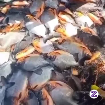 Ikan Bawal Air Tawar
