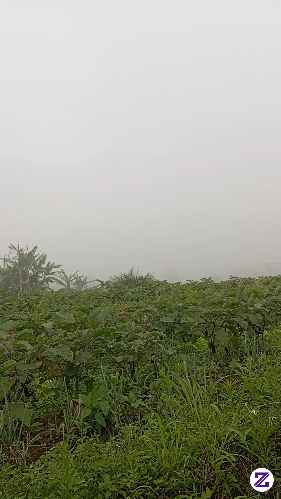 Kabut Asap Kebakaran Hutan Semakin Parah..