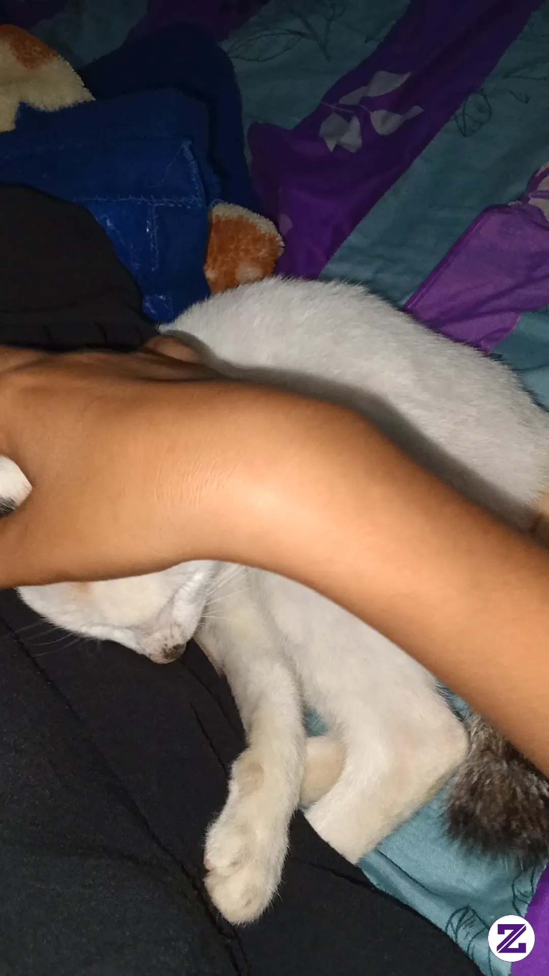 Kucing Lucu