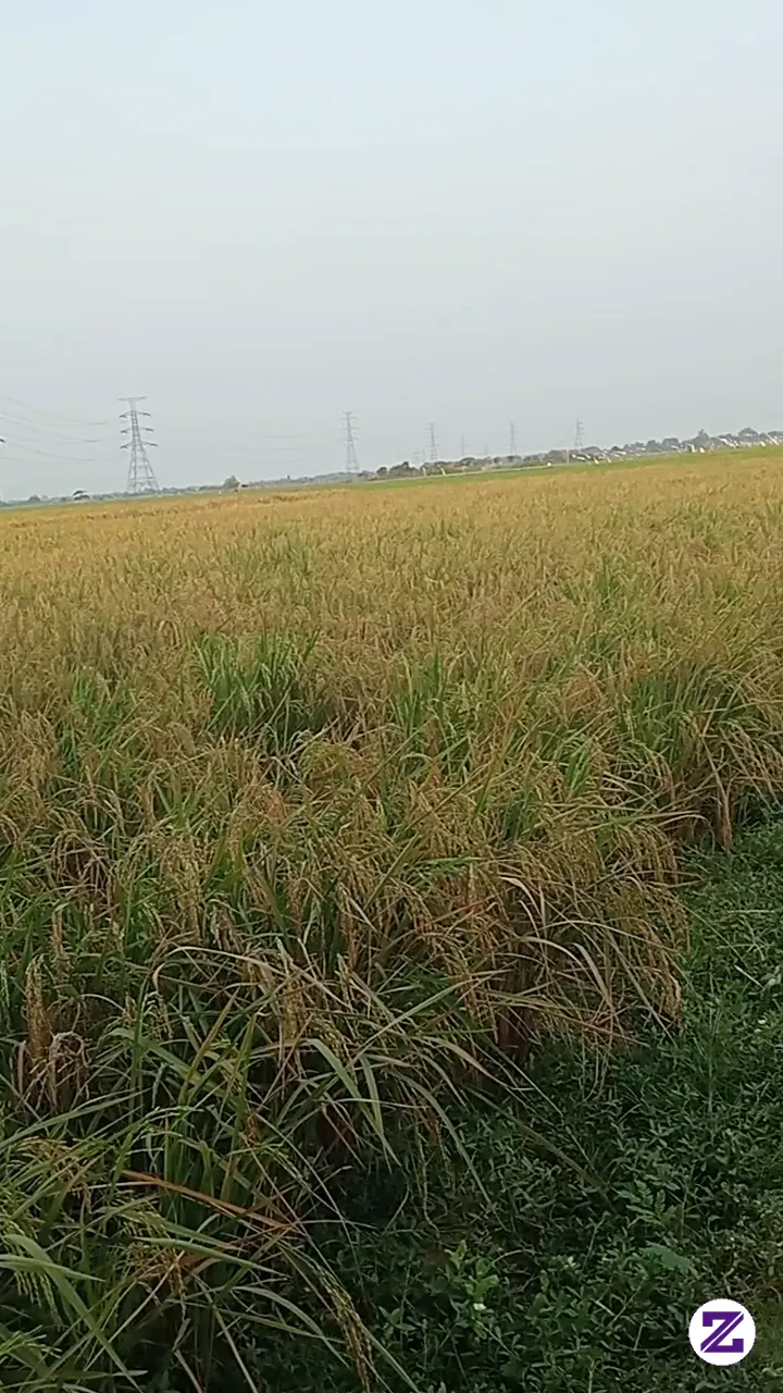 Sudah Mulai Menguning Padinya