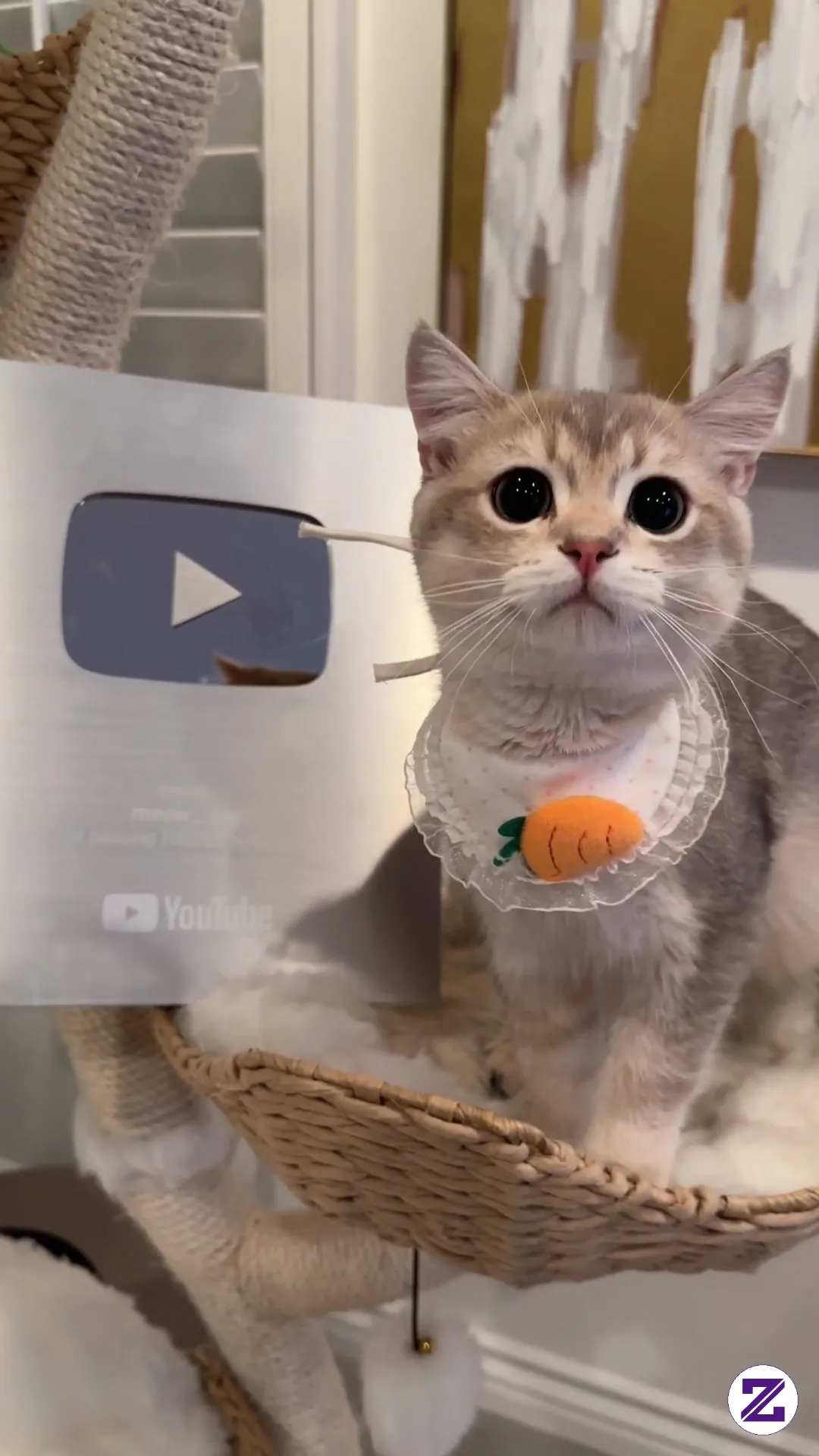 Meong 😂 Tingkah Laku Kucing Kalian Kayak Gini Gx Gess ...???
