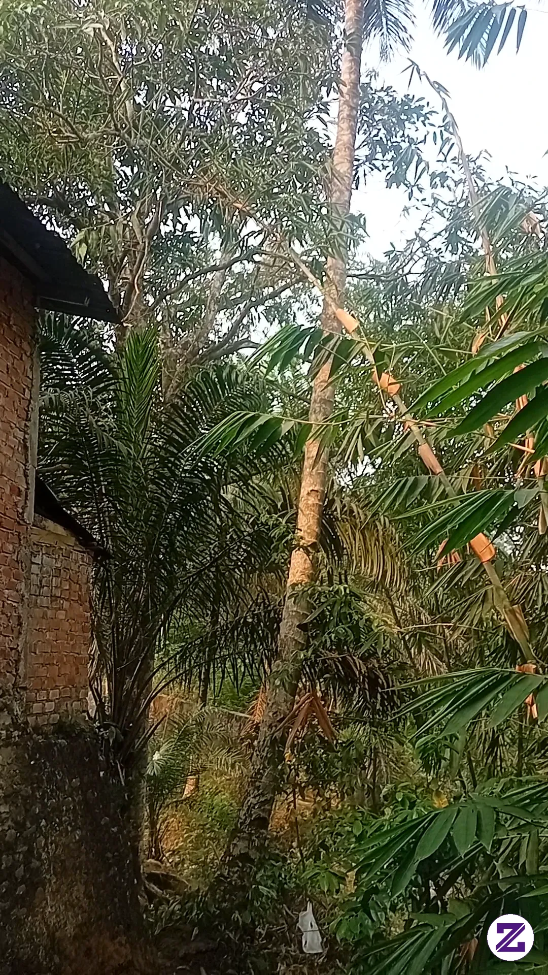 Maling Kelapa Di Pinggir Sungai Kelingi Jam 12 Malam Tadi Di Talang Rejo