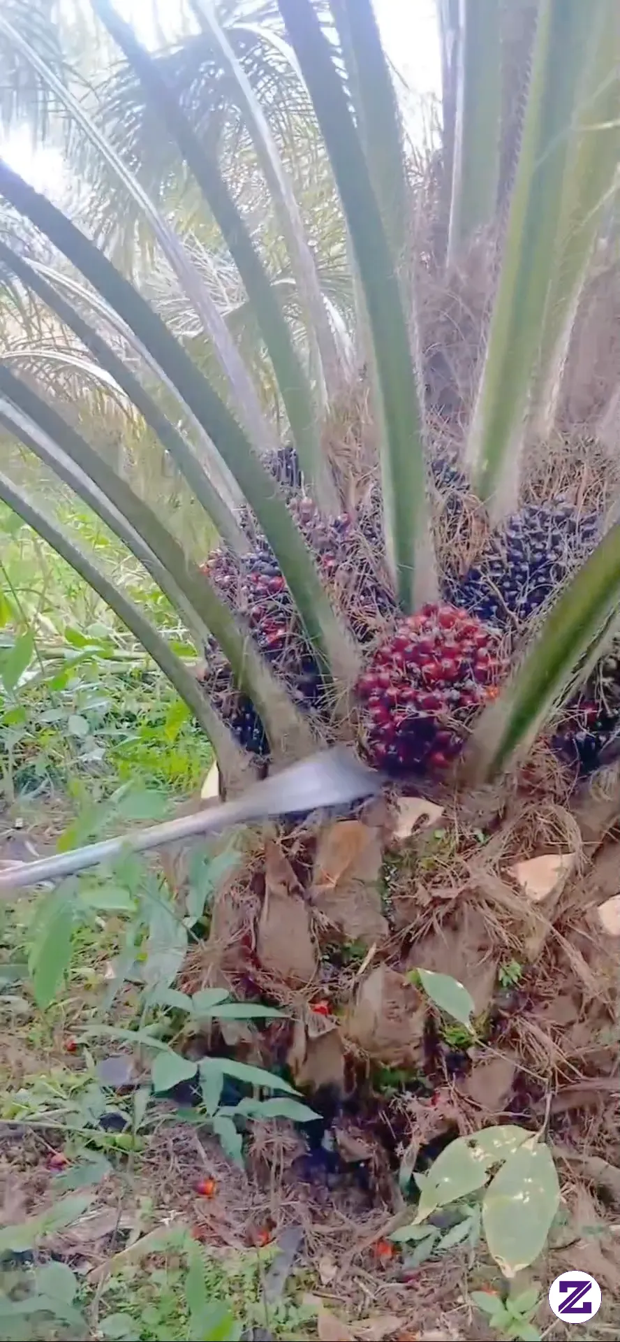 Panen Sawit Pokok Rendah Buah Nya Keliling Merah Merona