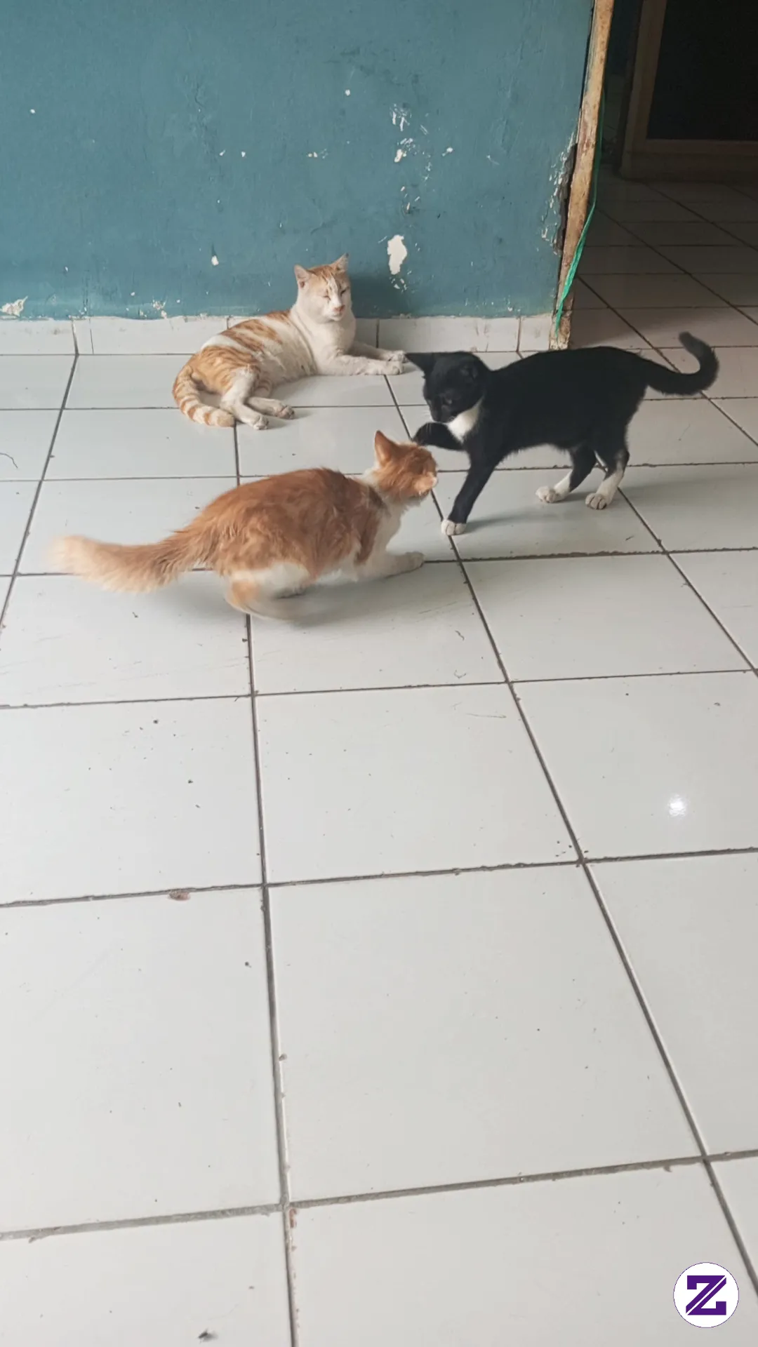 Kelucuan Kucing Waktu Bercanda Di Depan Ortu Nya