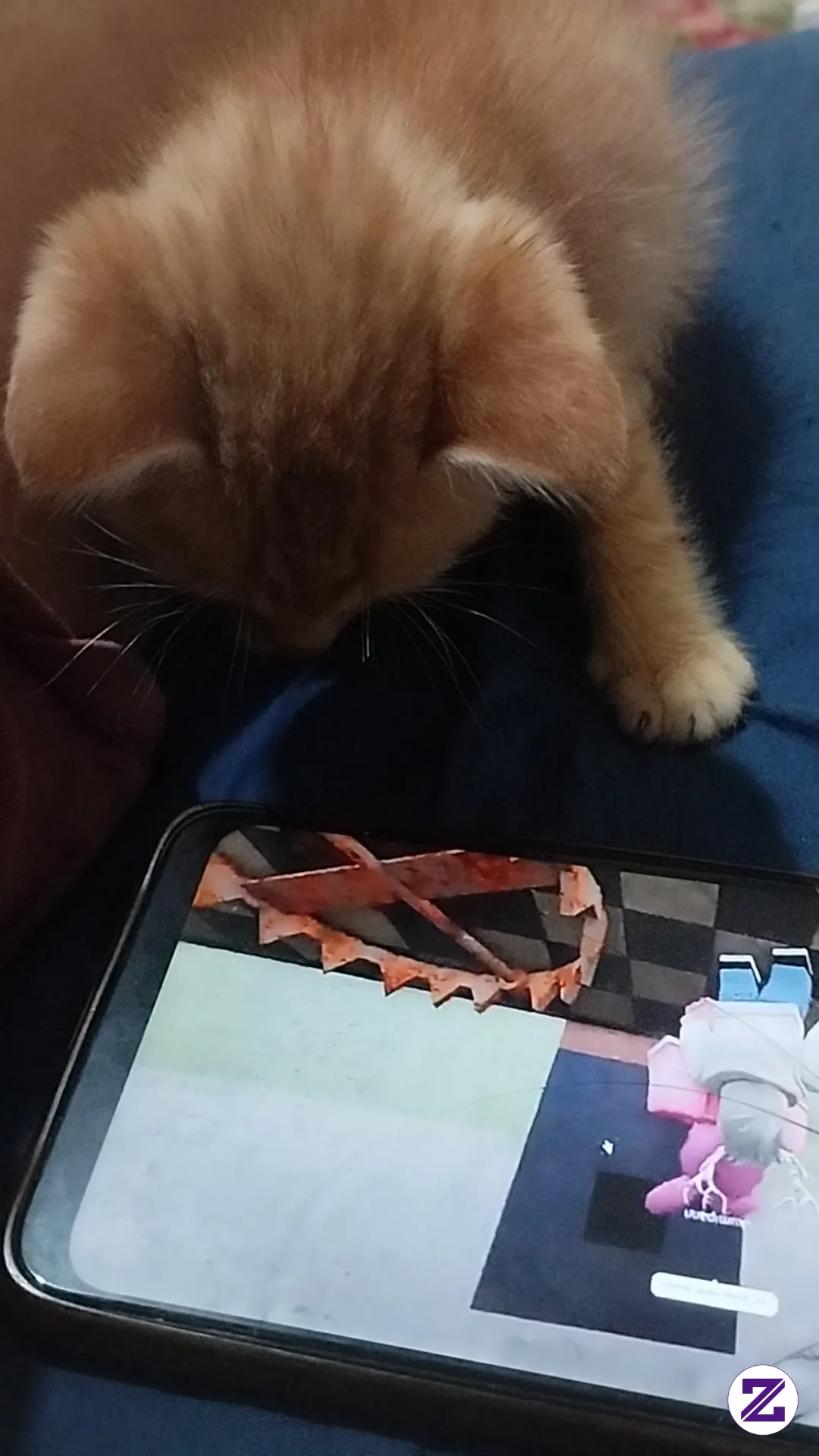 Bila Si Miaw2 Pun Mau Tengok Hp 🤦🏼♀️