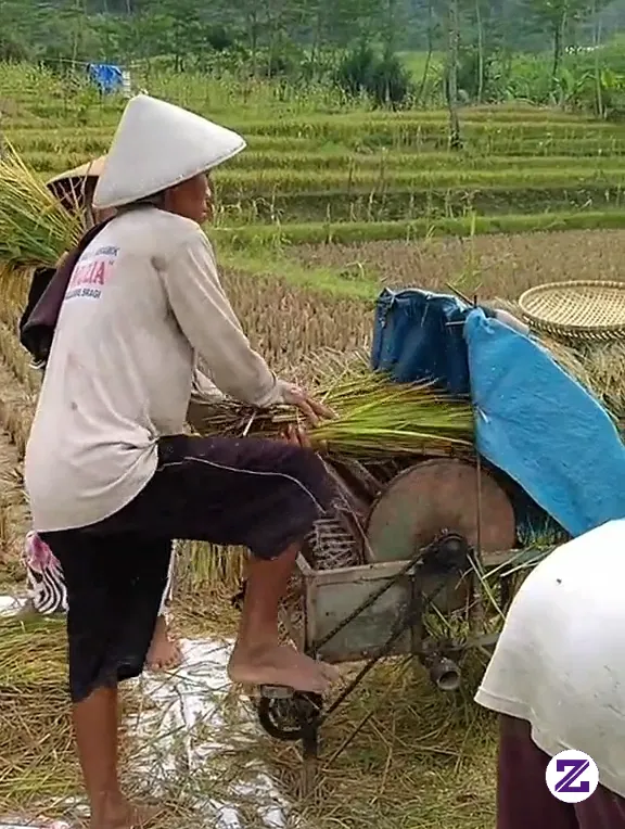 Panen Padi Secara Manual Masih Ada Kah Di Daerah Kalian Ini Panen Secara
