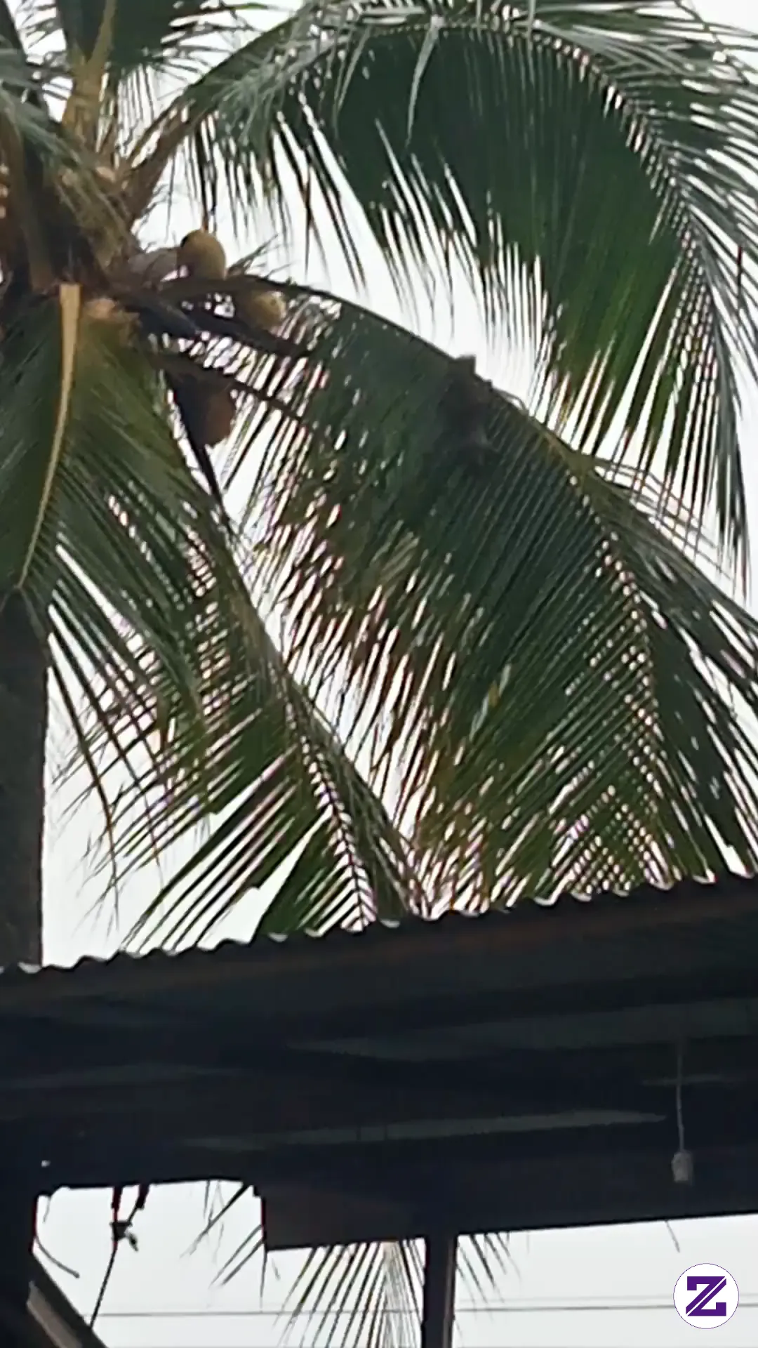 Musang Lagi Manjat Pohon Anjir Wok Bisa Gitu Wok